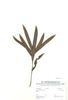 藏品(桃實(百日青))的圖片